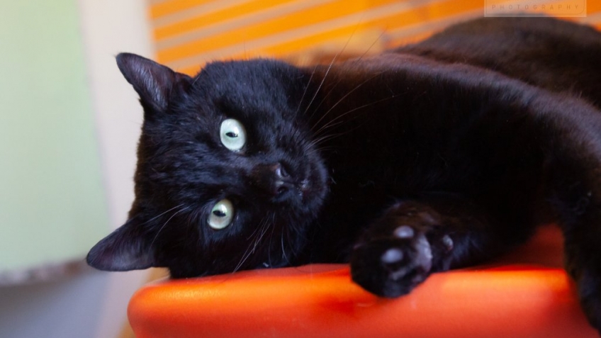 Zachtaardige Conrad en kittige Kittie zoeken personeel