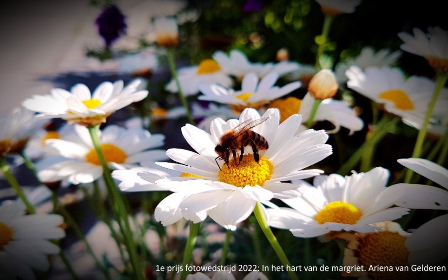 Doe mee aan de Bijenlandschap Fotowedstrijd 2023 en stuur je mooiste foto’s in!
