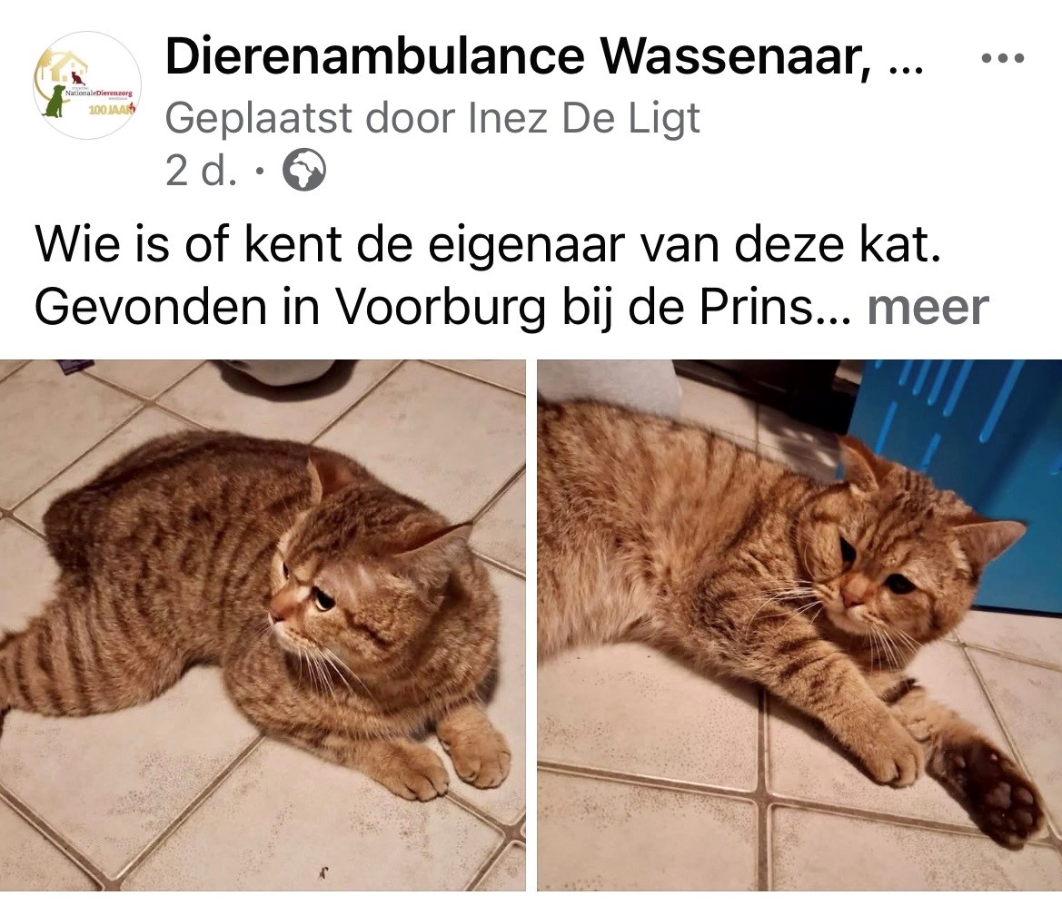 Crowdfunding voor zwaargewonde kat uit Voorburg krijgt steun uit de regio